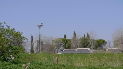 Weiße-Stoks-Ciconia-Ciconia-In-Der-Nähe-Eines-Wohngebiets-In-Einem-Nest-In-Montpellier